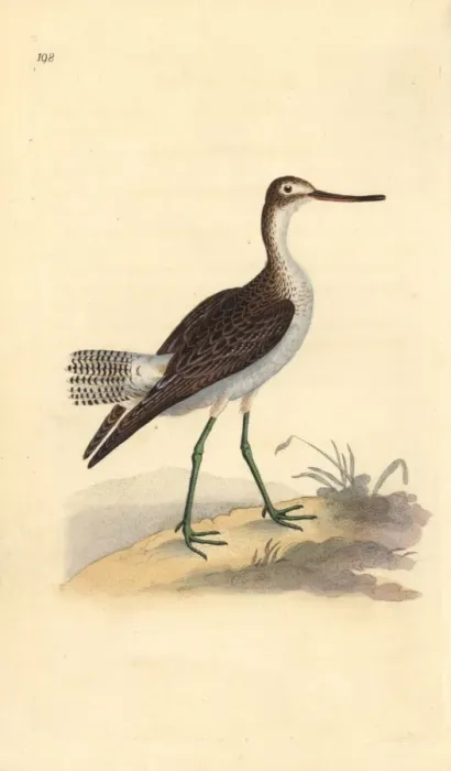 Framed Print : Common greenshank, Tringa nebularia Framed Print : Common greenshank, Tringa nebularia