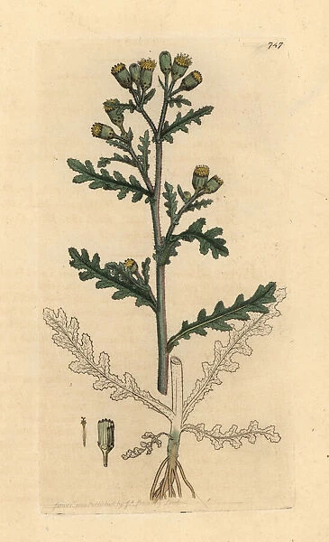 Common groundsel, Senecio vulgaris