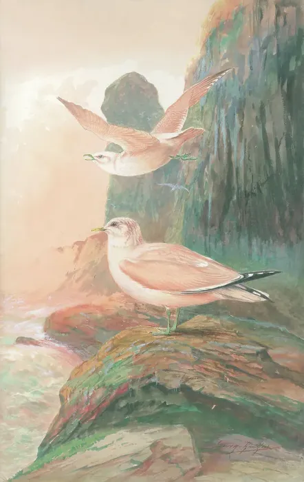 Framed Print : Common Gulls Framed Print : Common Gulls