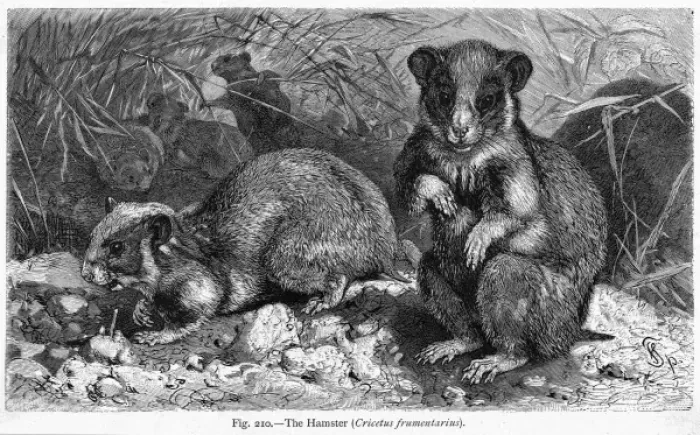Framed Print : Common Hamster Framed Print : Common Hamster