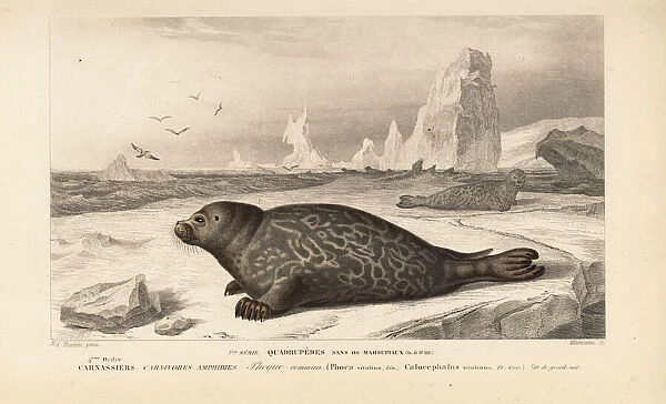 Common or harbor seal, Phoca vitulina