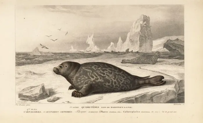 Framed Print : Common or harbor seal, Phoca vitulina Framed Print : Common or harbor seal, Phoca vitulina