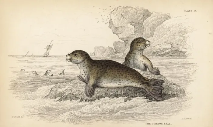 Framed Print : Common or harbour seal, Phoca vitulina Framed Print : Common or harbour seal, Phoca vitulina