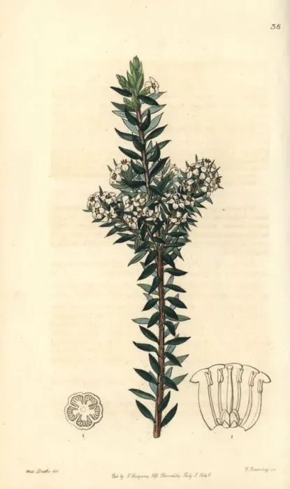 Framed Print : Common heath, Epacris heteronema Framed Print : Common heath, Epacris heteronema