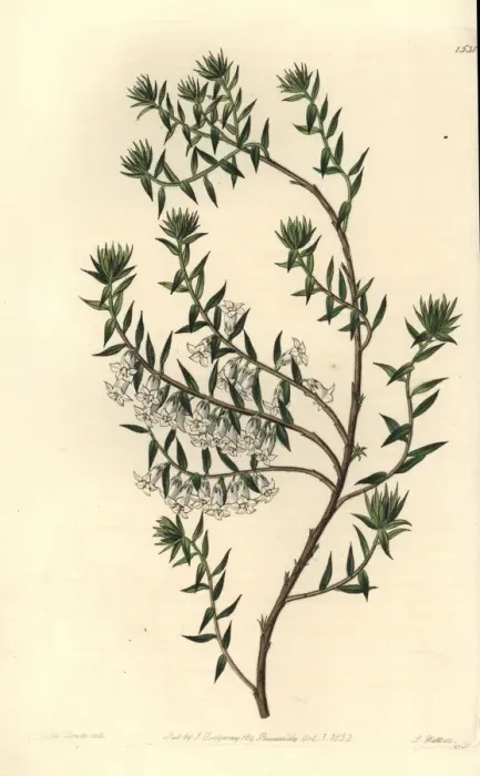 Framed Print : Common heath, Epacris impressa Framed Print : Common heath, Epacris impressa
