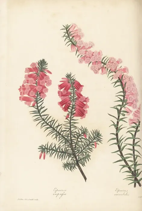 Framed Print : Common heath, Epacris impressa Framed Print : Common heath, Epacris impressa