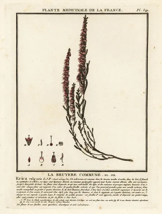 Framed Print : Common heather, Calluna vulgaris Framed Print : Common heather, Calluna vulgaris
