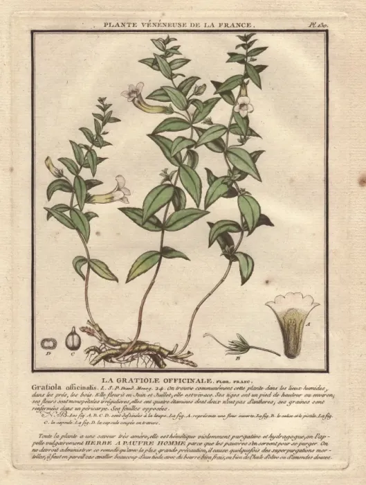 Framed Print : Common hedgehyssop or Herb of Grace, Gratiola officinalis Framed Print : Common hedgehyssop or Herb of Grace, Gratiola officinalis