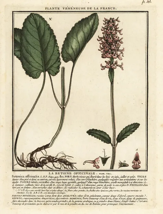 Framed Print : Common hedgenettle, Stachys officinalis Framed Print : Common hedgenettle, Stachys officinalis