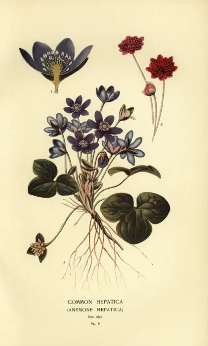 Framed Print : Common hepatica, Anemone hepatica Framed Print : Common hepatica, Anemone hepatica