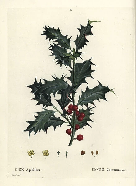Common holly, Ilex aquifolium