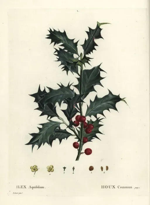 Framed Print : Common holly, Ilex aquifolium Framed Print : Common holly, Ilex aquifolium