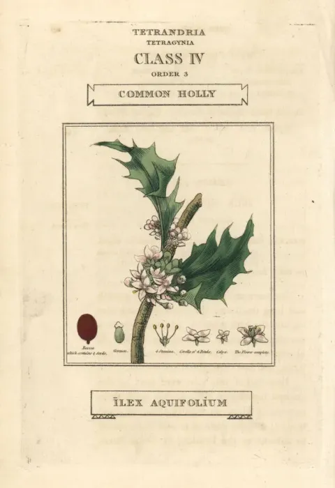 Framed Print : Common holly, Ilex aquifolium Framed Print : Common holly, Ilex aquifolium