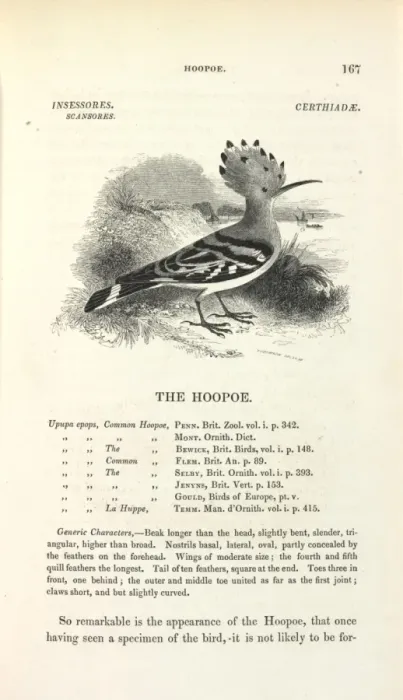Framed Print : Common Hoopoe Framed Print : Common Hoopoe