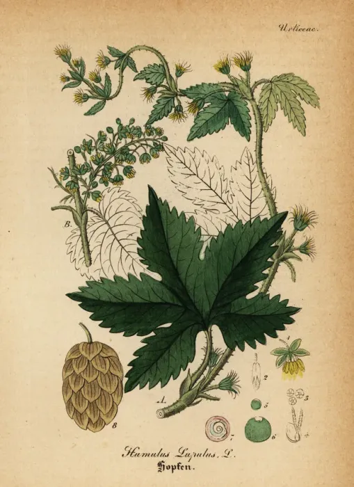 Framed Print : Common hop, Humulus lupulus Framed Print : Common hop, Humulus lupulus