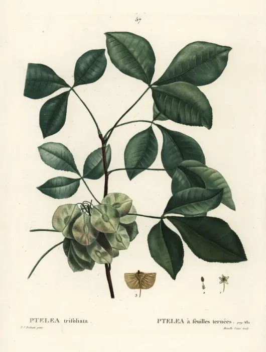 Framed Print : Common hoptree, Ptelea trifoliata Framed Print : Common hoptree, Ptelea trifoliata