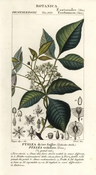 Framed Print : Common hoptree, Ptelea trifoliata Framed Print : Common hoptree, Ptelea trifoliata