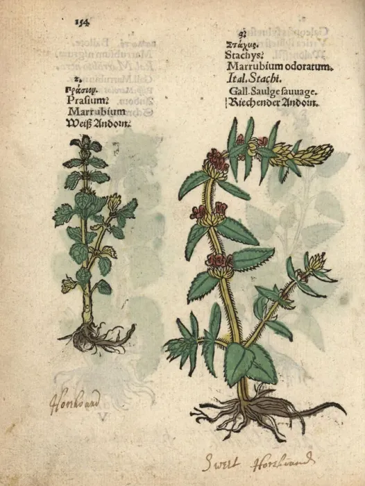 Framed Print : Common horehound, Marrubium vulgare, and downy Framed Print : Common horehound, Marrubium vulgare, and downy