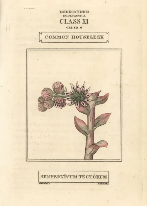 Framed Print : Common houseleek, Sempervivum tectorum Framed Print : Common houseleek, Sempervivum tectorum