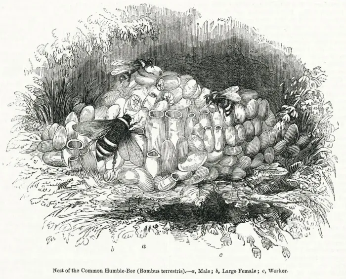 Framed Print : Common Humble Bees Framed Print : Common Humble Bees