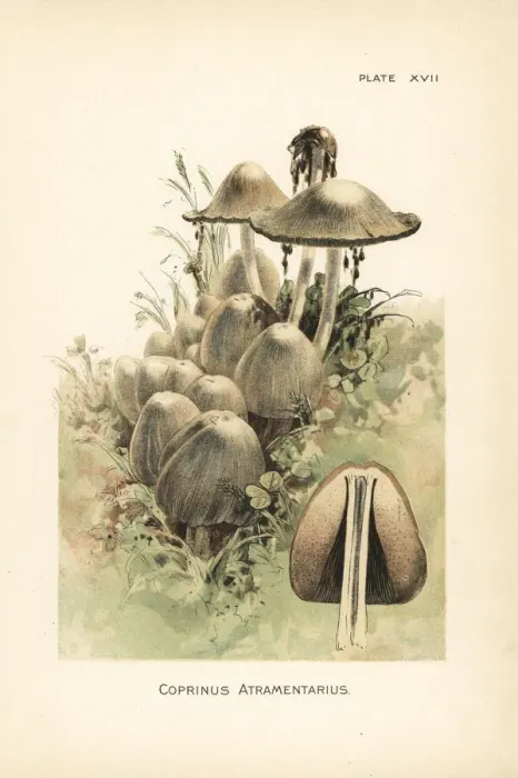 Framed Print : Common ink cap or inky cap, Coprinus atramentarius Framed Print : Common ink cap or inky cap, Coprinus atramentarius