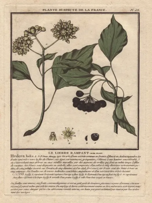 Framed Print : Common ivy with berries, Hedera helix Framed Print : Common ivy with berries, Hedera helix