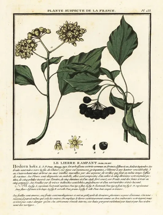 Framed Print : Common ivy, Hedera helix Framed Print : Common ivy, Hedera helix