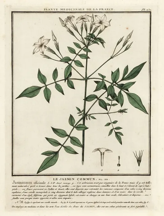 Framed Print : Common jasmine, Jasminum officinale Framed Print : Common jasmine, Jasminum officinale