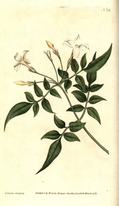 Framed Print : Common jasmine or jessamine, Jasminum officinale Framed Print : Common jasmine or jessamine, Jasminum officinale