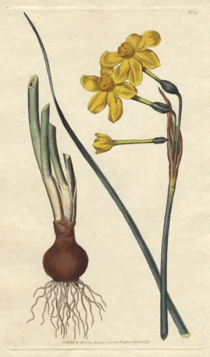 Framed Print : Common jonquil with vivid yellow flowers, bulb Framed Print : Common jonquil with vivid yellow flowers, bulb