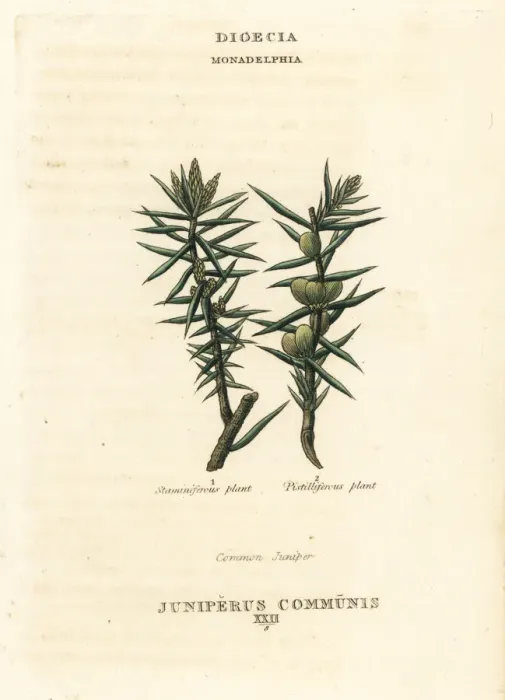Framed Print : Common juniper, Juniperus communis Framed Print : Common juniper, Juniperus communis