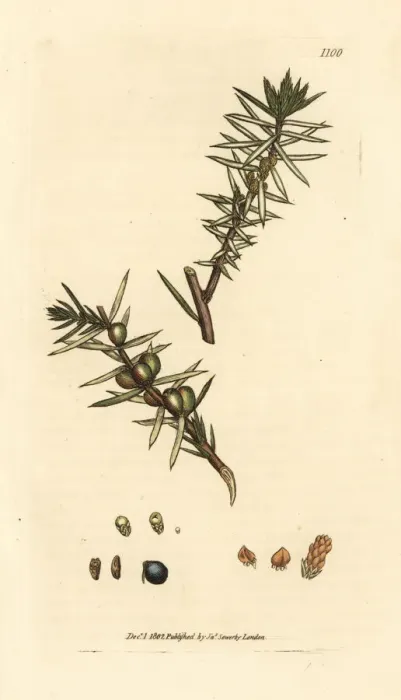Framed Print : Common juniper, Juniperus communis Framed Print : Common juniper, Juniperus communis