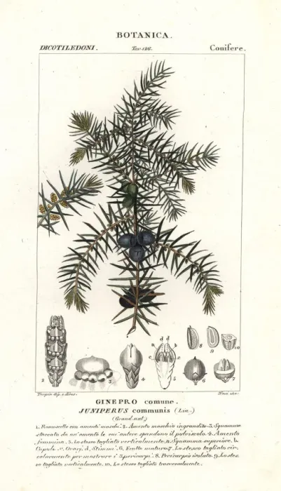 Framed Print : Common juniper, Juniperus communis Framed Print : Common juniper, Juniperus communis