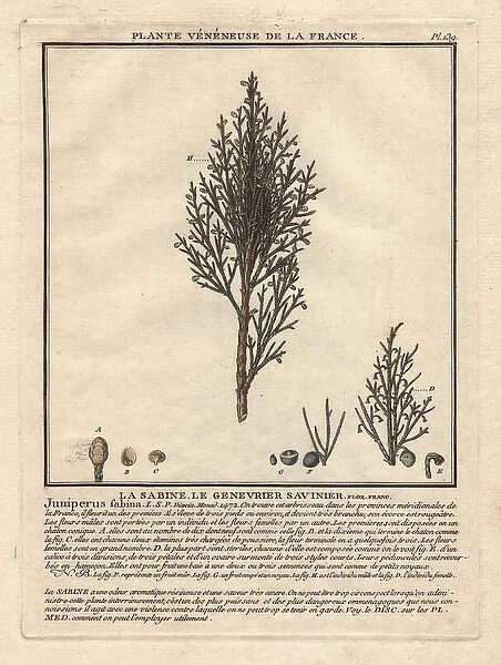 Common juniper tree, Juniperus communis, with berries