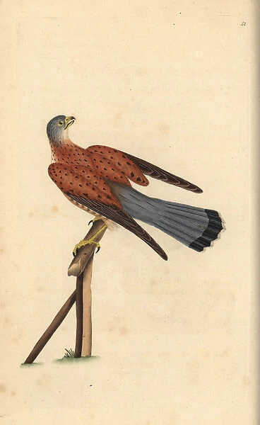 Common kestrel, Falco tinnunculus