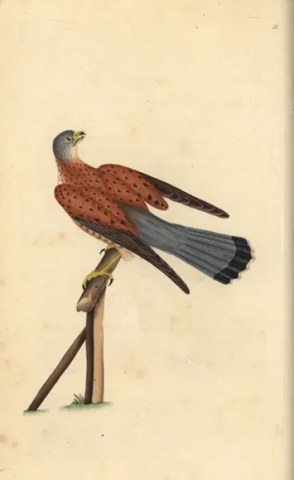 Framed Print : Common kestrel, Falco tinnunculus Framed Print : Common kestrel, Falco tinnunculus