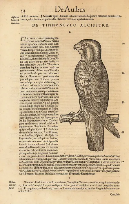 Framed Print : Common kestrel, Falco tinnunculus Framed Print : Common kestrel, Falco tinnunculus