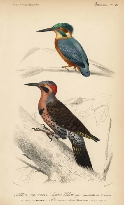 Framed Print : Common kingfisher, Alcedo ispida, and northern Framed Print : Common kingfisher, Alcedo ispida, and northern