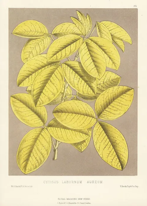 Framed Print : Common laburnum, Laburnum anagyroides Framed Print : Common laburnum, Laburnum anagyroides