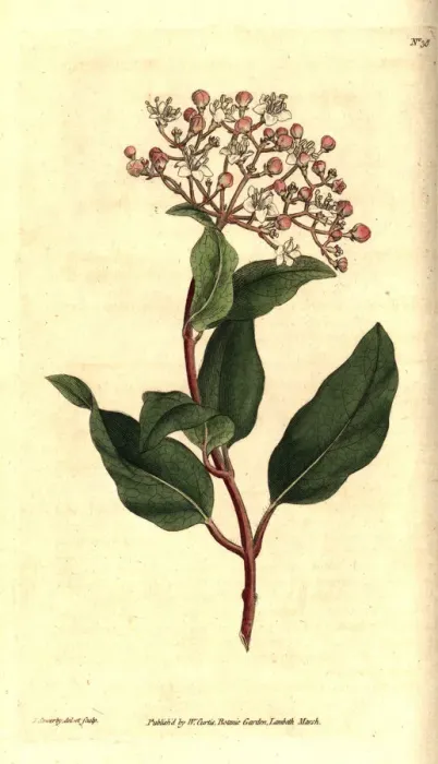 Framed Print : Common laurustinus, Viburnum tinus Framed Print : Common laurustinus, Viburnum tinus