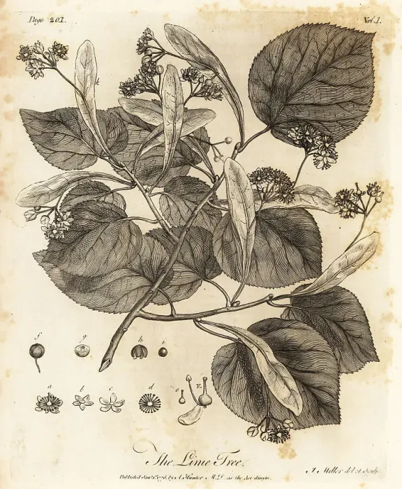 Framed Print : Common lime tree, Tilia -- europaea Framed Print : Common lime tree, Tilia -- europaea