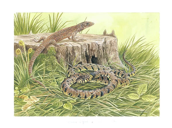 Common Lizard and Grass Snake