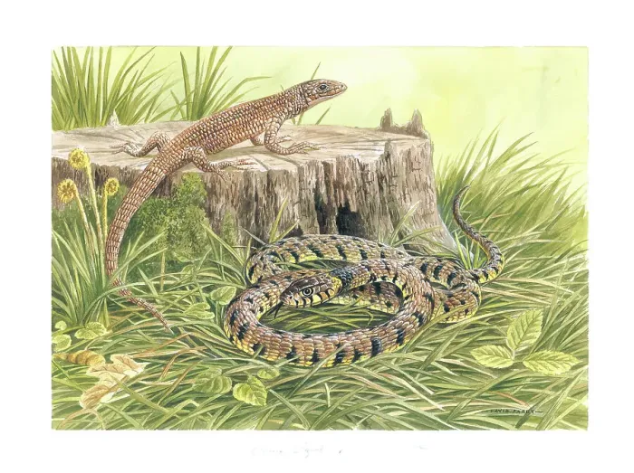 Framed Print : Common Lizard and Grass Snake Framed Print : Common Lizard and Grass Snake