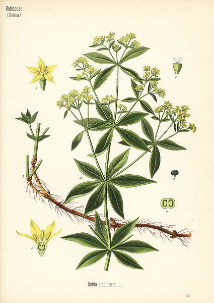 Common madder, Rubia tinctorum