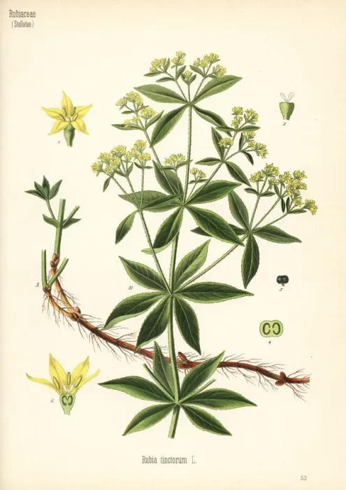 Framed Print : Common madder, Rubia tinctorum Framed Print : Common madder, Rubia tinctorum