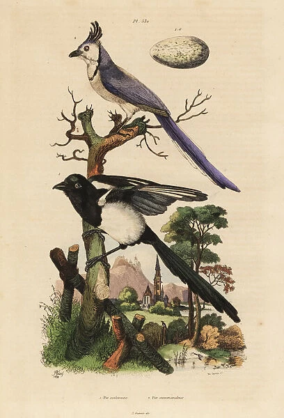 Common magpie, Pica pica, and white-throated