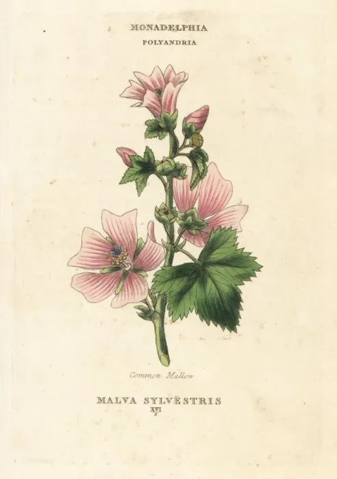Framed Print : Common mallow, Malva sylvestris Framed Print : Common mallow, Malva sylvestris