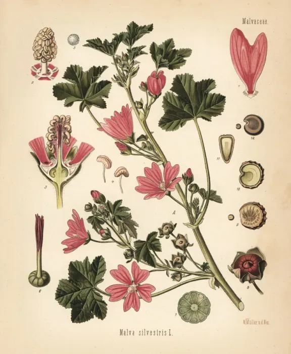 Framed Print : Common mallow, Malva sylvestris Framed Print : Common mallow, Malva sylvestris