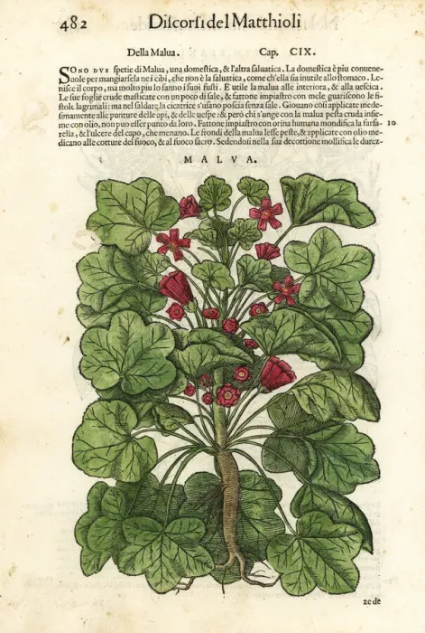 Framed Print : Common mallow, Malva sylvestris Framed Print : Common mallow, Malva sylvestris