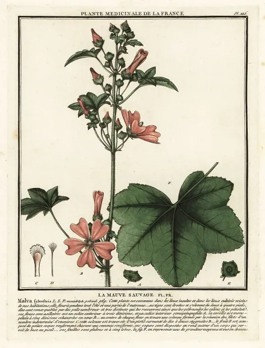 Framed Print : Common mallow, Malva sylvestris Framed Print : Common mallow, Malva sylvestris